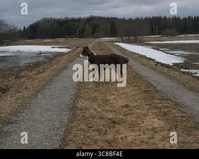 Brauner Hund steht auf einem Feldweg Stockfoto