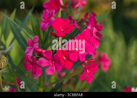 Rosafarbene Oleanderblüten (Nerium Oleander) in Blüte mit grünem Laub im Garten, ideal für botanische, florale und Landschaftsgestaltung Stockfoto