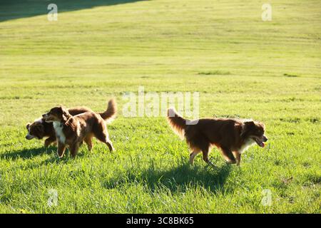 Drei Hunde rennen durch ein grasbewachsenes Feld Stockfoto