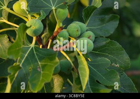 Nahaufnahme grüner unreifer Feigen auf einem Feigenbaum mit großen Blättern im Sonnenlicht, Makrobild von Ficus carica, das unter natürlichen Bedingungen im Freien wächst. Stockfoto