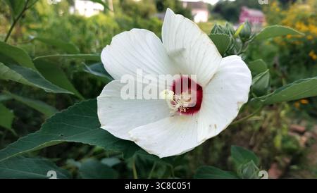 Weiße Hibiskusblüte auf verschwommenem Hintergrund grüner Blätter Stockfoto