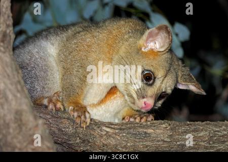 Porträt eines nächtlichen Pinselschwanzes possum (Trichosurus vulpecula) in einem Baum, South Australia Stockfoto