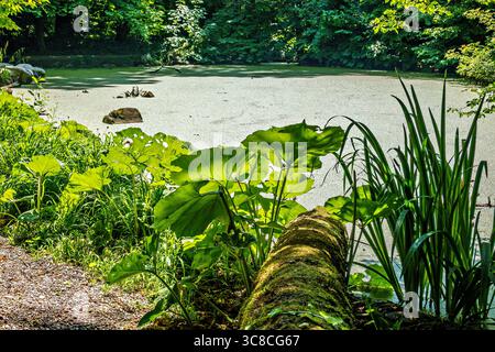 Wandern am Ufer der bayerischen Wuerm mit detailliertem Blick auf die grüne Natur. Zwischen München Pasing und dem Dorf Graefelfing Stockfoto
