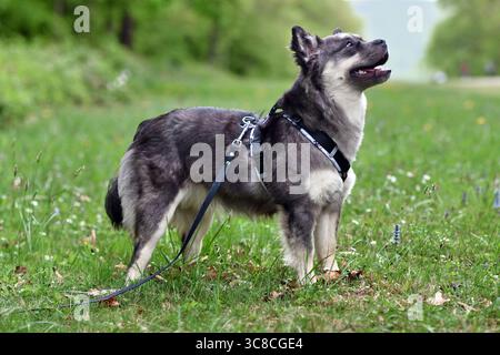 Niedlicher Frusky (French Bulldog x Sibirischer Husky) Hundemix mit Y-förmigem Gurt Stockfoto