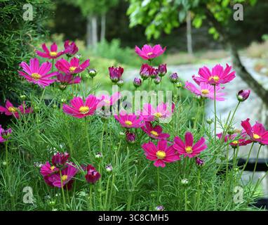 Schöne lila rosa Kosmos Blumen blühen im Sommergarten Stockfoto