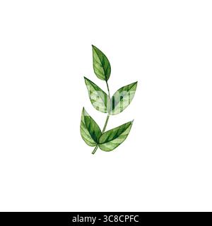 Aquarellfarbe der Verzweigung. Perfekt für Heimwerkerprojekte, Karten, Einladungen, Poster, Scrapbooking, Branding, Verpackung. Blumen blühen sowohl für Digital- als auch für Pri Stockfoto