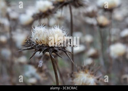 Mariendistel Samenkopf - lateinischer Name - Silybum marianum. Stockfoto