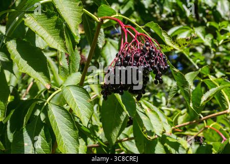 sambucus nigra, Holunder, schwarze reife Holunderbeeren auf Zweig-Nahaufnahme. Stockfoto