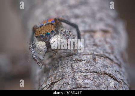 Eine männliche Pfauenspinne (Maratus clupeatus), die seine leuchtenden blauen und roten Farben zeigt. Die Spinnen entwickeln diese Farben in ihrem letzten Maul. Stockfoto
