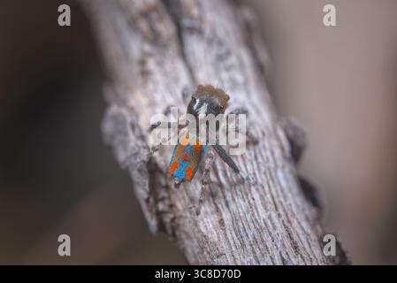 Eine männliche Pfauenspinne (Maratus clupeatus), die seine leuchtenden blauen und roten Farben zeigt. Die Spinnen entwickeln diese Farben in ihrem letzten Maul. Stockfoto