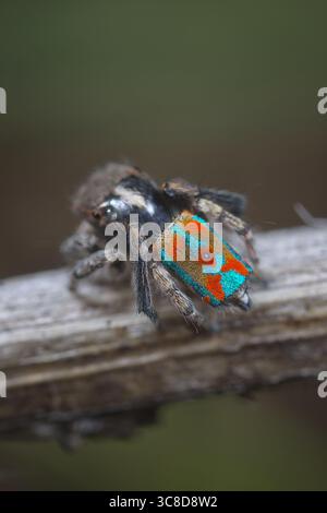 Eine männliche Pfauenspinne (Maratus clupeatus), die seine leuchtenden blauen und roten Farben zeigt. Die Spinnen entwickeln diese Farben in ihrem letzten Maul. Stockfoto
