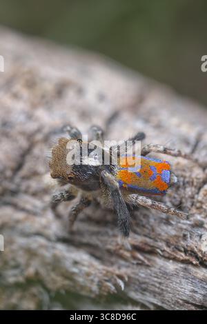 Eine männliche Pfauenspinne (Maratus clupeatus), die seine leuchtenden blauen und roten Farben zeigt. Die Spinnen entwickeln diese Farben in ihrem letzten Maul. Stockfoto
