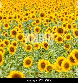 Sonnenblumenfeld, geringe Schärfentiefe Stockfoto