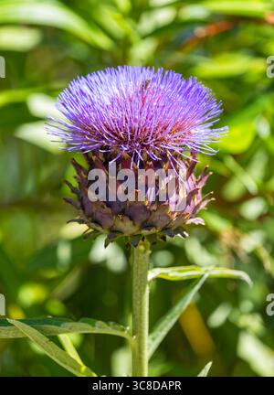 Blühende wilde Artischocke, Cynara cardunculus Stockfoto