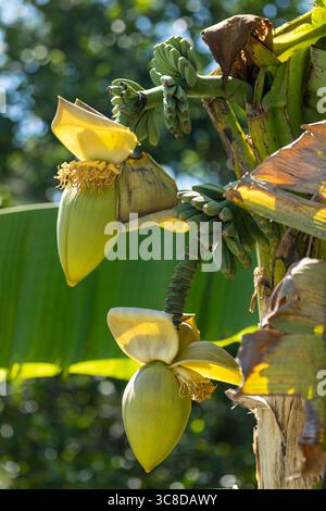Bananenblüten und Früchte auf dem Baum Stockfoto
