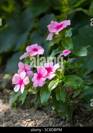 Catharanthus roseus, gemeinhin bekannt als leuchtende Augen, Cape Periwinkle, Friedhofsanlage, Madagaskar Periwinkle, alte Jungfer, Rosa Periwinkle, Rosa Periwinkl Stockfoto