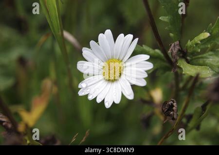 Gänseblümchen (Leucanthemum), Nahaufnahme, Blume, Regentropfen, weiß, hübsch, Deutschland, die Blume eines Gänseblümchens mit Regentropfen auf den Blütenblättern Stockfoto