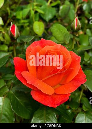 Wunderschöne Orang-Rosen blühen im Garten. Rose Hybrid Teerose Stockfoto