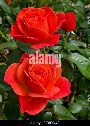 Schöne Rosen blühen im Garten. Zur Sommerzeit Irland Stockfoto