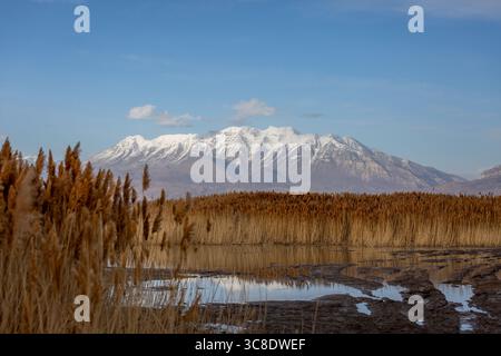 Der schneebedeckte Mount Timpanogos hinter dem Schilf des Sumpfes am Utah Lake Stockfoto