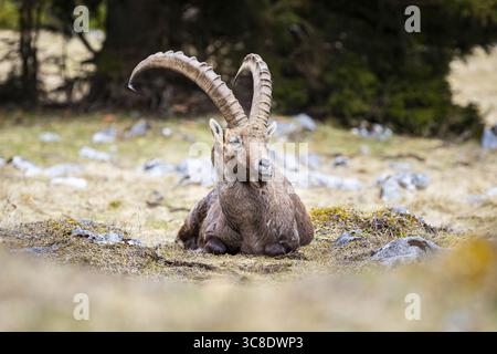 Der Blick auf einen alpinen Steinbock liegt majestätisch auf dem felsigen, grasbewachsenen Gelände, dessen geschwungene Hörner vor der verschwommenen Kulisse der Bäume Silhouetten, Grazer Bergland, Bezirk Bruck-Mürzzuschlag, Österreich. Stockfoto