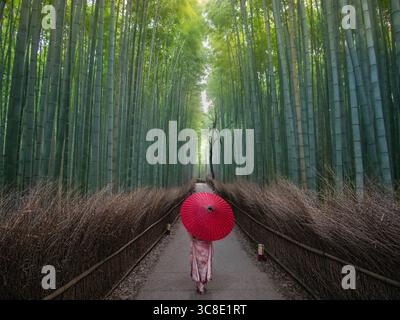 Blick auf eine Einzelfigur in einem Kimono mit einem leuchtenden roten Schirm, der auf einem Pfad durch einen riesigen Bambuswald geht, der in sanftes Licht getaucht ist, Kyoto, Japan. Stockfoto