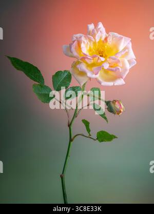Eine rosa, orange und gelbe Rose, fotografiert auf einem orange-grünen Hintergrund Stockfoto
