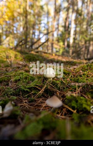 Pilze im Herbstwald, giftige Pilze wachsen in freier Wildbahn bei sonnigem Herbstwetter aus nächster Nähe, Seitenansicht Stockfoto