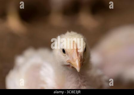Ein Geflügelhaltungsbetrieb, in dem Hühner zur Herstellung von Fleischprodukten aufgezogen werden, steht im Vordergrund Stockfoto