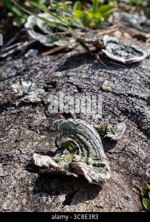 Eine Nahaufnahme von Riesenhufpilzen (Konkuspilz) und putenschwanzpilzen (Klappenpilz), die auf einem gefallenen Baumstamm wachsen. Hufpilz - Fomes fomentari Stockfoto