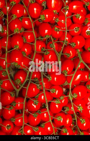Kirschtomaten auf Zweigen aus nächster Nähe. Stockfoto