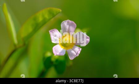Eine zarte, einzelne Calincing Oxalis-Blüte mit blassrosa Blüten und einem hellgelben Zentrum, vor einem lebendigen, unscharfen grünen Hintergrund. Stockfoto