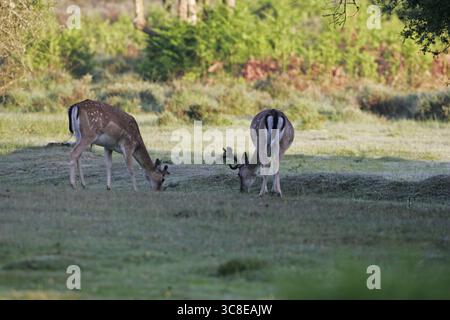 Damhirsch Dama Dama Bock im Velvet New Forest National Park Hampshire England Stockfoto