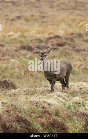 Rothirsch Cervus elaphus-Hirsch-Fütterung auf Hochland-Grünland Stockfoto