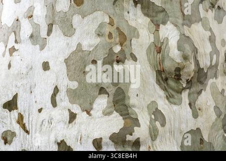 Nahaufnahme der Tarnrinde der Platane in Südfrankreich. Hintergrund der Baumrinde. Stockfoto