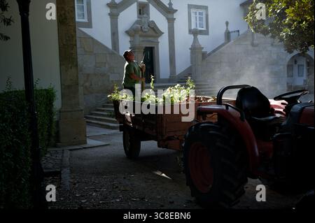 Sonnenlicht zieht durch die Bäume, während ein Arbeiter frische Weinstöcke mit einem Wagen und einem roten Traktor am Eingang des Gutshofes Pac de Calheiros sammelt Stockfoto