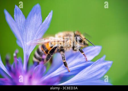 Makrofoto einer Honigbiene, die Nektar aus einer blauen Kornblume sammelt. Scharfe Fokussierung auf feine Details, die Bestäubung, Ökologie und Bedeutung von b veranschaulichen Stockfoto