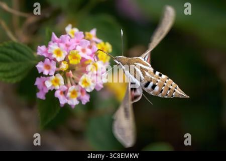Gestreifte Falkenmotte (Hyles livornica), die auf der Suche nach einem gelb-rosa Gemeinen Lantana ist Stockfoto