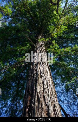 Portugal, Region Lissabon, Sintra, die Quinta da Regaleira zeigt einen Riesenmammutbaum (Sequoiadendron Giganteum) in den Gärten Stockfoto