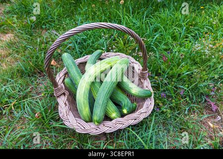 Armenische Gurken (Schlangengurken) in einem Korb – frische Gartenernte Stockfoto