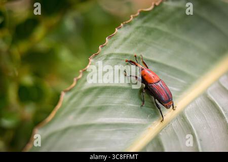 Nahaufnahme eines roten und schwarzen Palmkäfers (Rhynchophorus ferrugineus) auf einem grünen tropischen Blatt mit detaillierten Körpermarkierungen und Textur Stockfoto