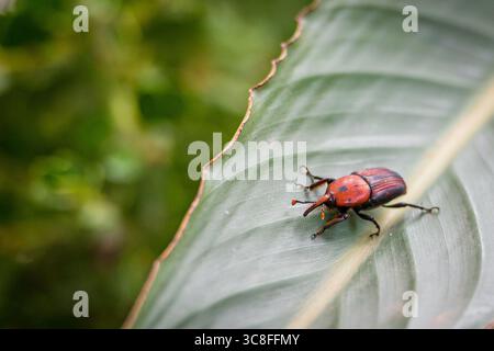 Nahaufnahme eines roten und schwarzen Palmkäfers (Rhynchophorus ferrugineus) auf einem grünen tropischen Blatt mit detaillierten Körpermarkierungen und Textur Stockfoto