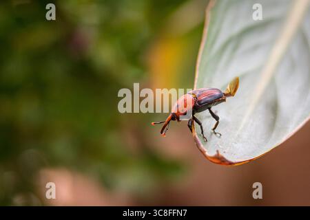 Nahaufnahme eines roten und schwarzen Palmkäfers (Rhynchophorus ferrugineus) auf einem grünen tropischen Blatt mit detaillierten Körpermarkierungen und Textur Stockfoto