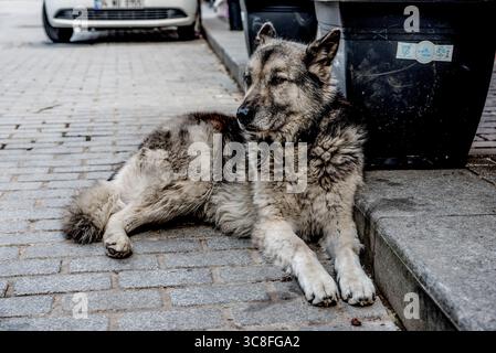 Einheimischer, nicht-Stammbaum, flauschiger Hund liegt auf der Straße der Stadt Stockfoto