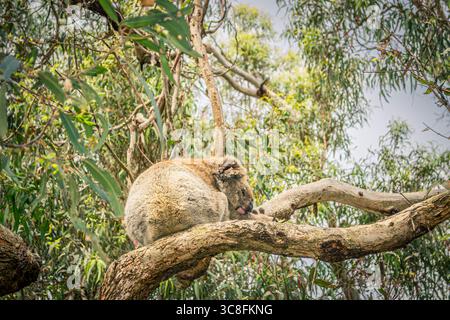 Ein ruhiger Koala liegt sanft auf einem Zweig in einem australischen Eukalyptuswald, umgeben von üppig grünen Blättern. Stockfoto