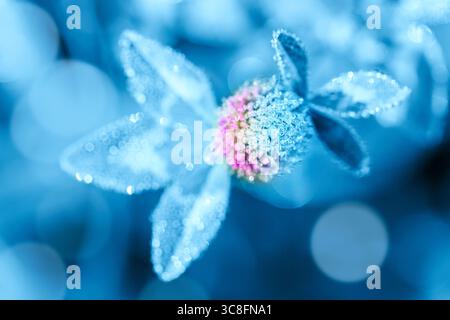 Nahaufnahme eines Makrobildes von Tau oder Regentropfen auf Kleeblüte. Sommer Wald künstlerisch fantastischer natürlicher Hintergrund. Getönt. Stockfoto
