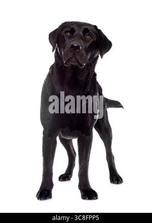Frau schwarzer Labrador Retriever vor weißem Hintergrund Stockfoto