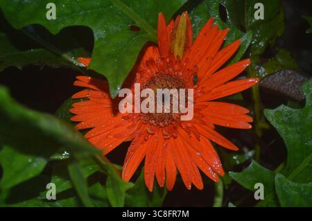 Nahaufnahme einer leuchtenden orangen Gerbera Gänseblümchenblume (Gerbera jamesonii) in voller Blüte, die detailreiche Blütenblätter und natürliche Schönheit in einem Garten zeigt. Stockfoto