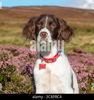 englischer springer Spaniel, der in Heidekraut auf Moorland sitzt Stockfoto