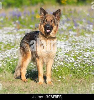 deutscher Schäferhund auf der Blumenwiese Stockfoto